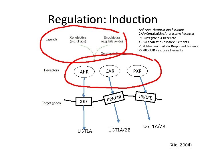 Regulation: Induction Ah. R=Aryl Hydrocarbon Receptor CAR=Constituitive Androstane Receptor PXR=Pregnane-X-Receptor XRE=Xenobiotic Response Elements PBREM=Phenobarbital