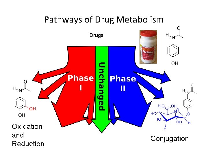 Pathways of Drug Metabolism Drugs Oxidation and Reduction Conjugation 