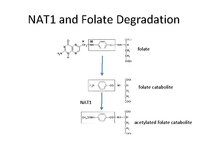 NAT 1 and Folate Degradation folate catabolite NAT 1 acetylated folate catabolite 