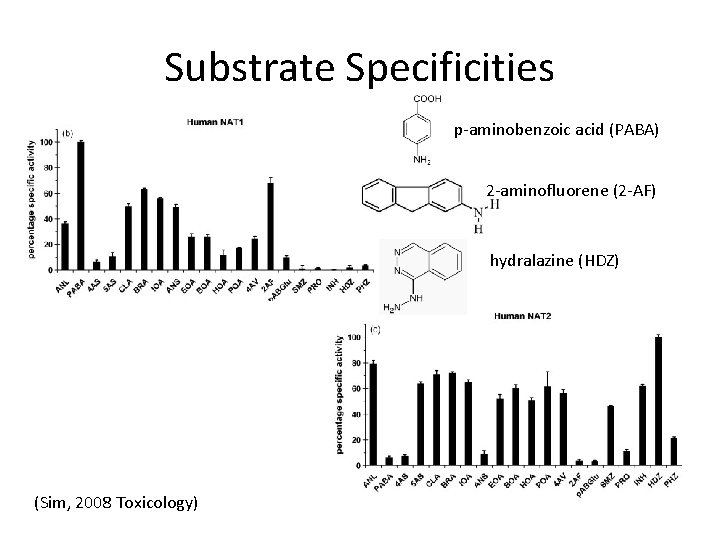 Substrate Specificities p-aminobenzoic acid (PABA) 2 -aminofluorene (2 -AF) hydralazine (HDZ) (Sim, 2008 Toxicology)