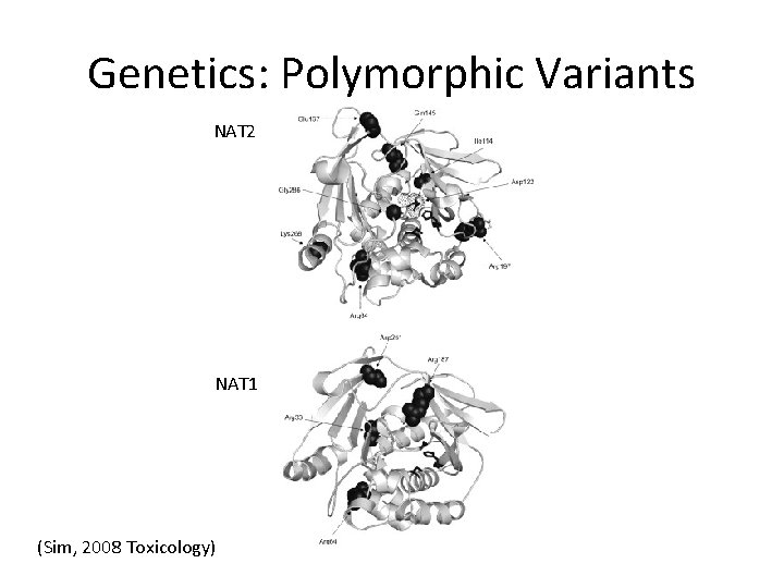 Genetics: Polymorphic Variants NAT 2 NAT 1 (Sim, 2008 Toxicology) 