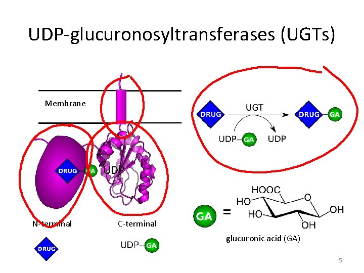 UDP-glucuronosyltransferases (UGTs) Membrane UDP N-terminal C-terminal = glucuronic acid (GA) 5 