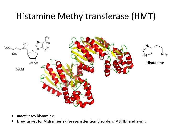 Histamine Methyltransferase (HMT) Histamine SAM • Inactivates histamine • Drug target for Alzheimer’s disease,