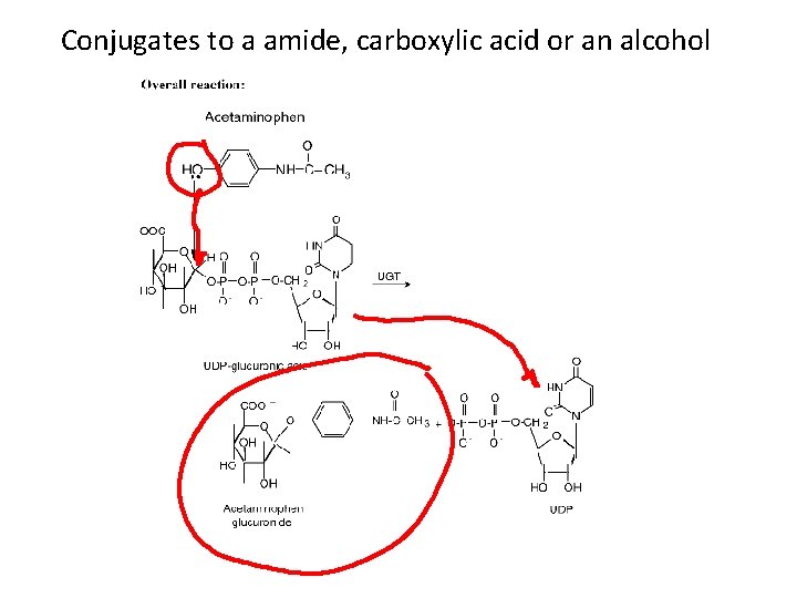 Conjugates to a amide, carboxylic acid or an alcohol 