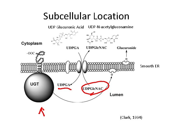 Subcellular Location UDP Glucuronic Acid UDP-N-acetylglucosamine Smooth ER (Clark, 1994) 