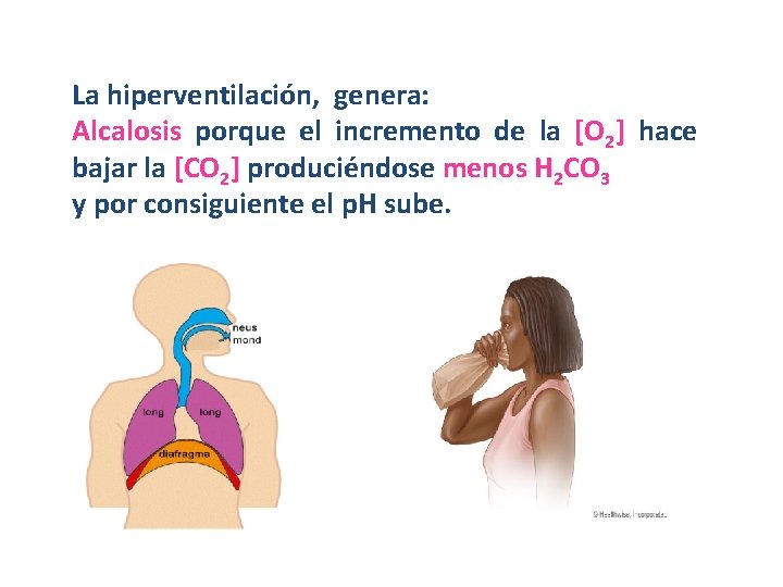 La hiperventilación, genera: Alcalosis porque el incremento de la [O 2] hace bajar la