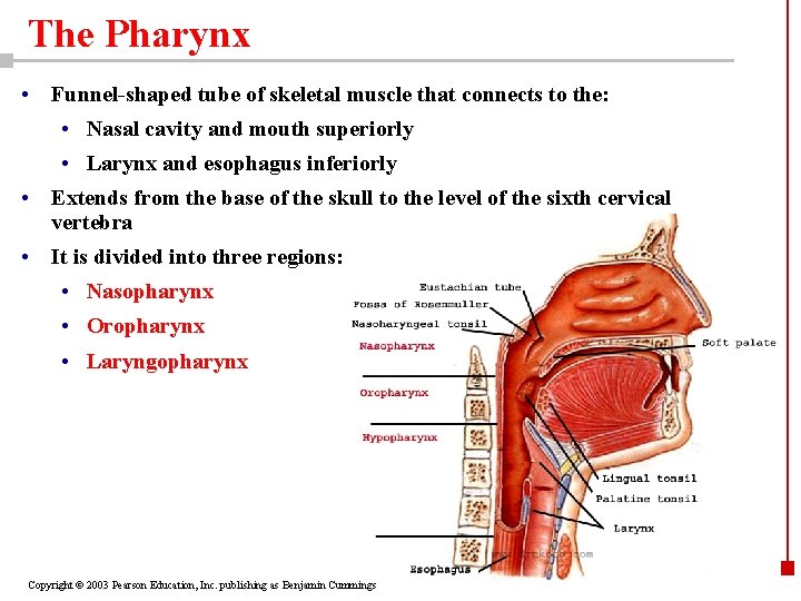 The Pharynx • Funnel-shaped tube of skeletal muscle that connects to the: • Nasal