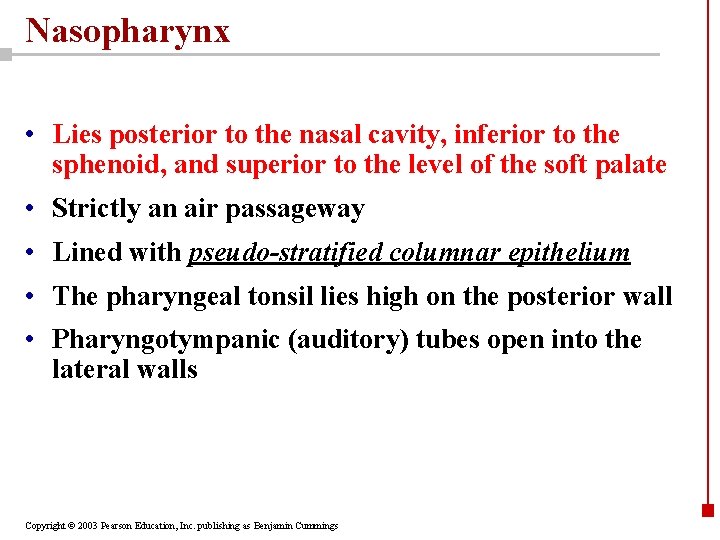 Nasopharynx • Lies posterior to the nasal cavity, inferior to the sphenoid, and superior