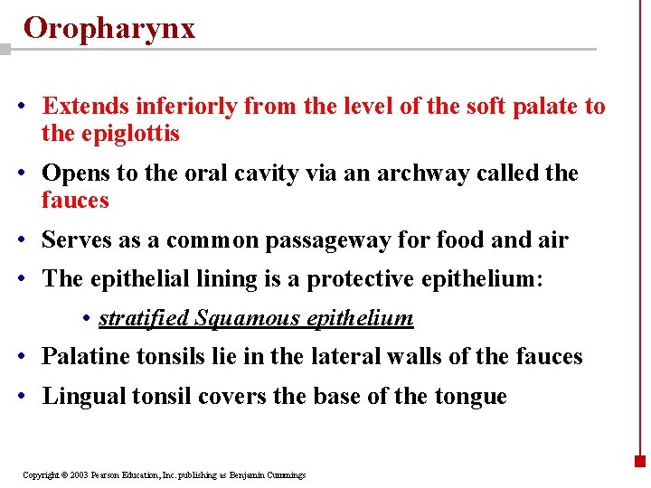 Oropharynx • Extends inferiorly from the level of the soft palate to the epiglottis