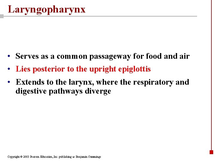 Laryngopharynx • Serves as a common passageway for food and air • Lies posterior