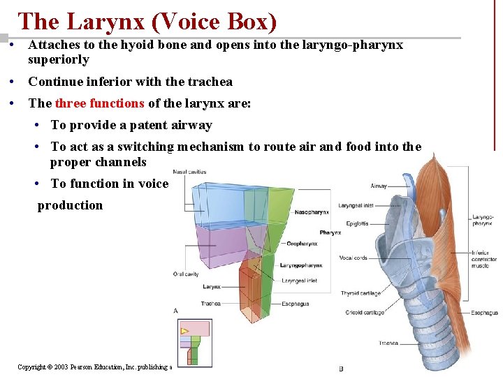 The Larynx (Voice Box) • Attaches to the hyoid bone and opens into the