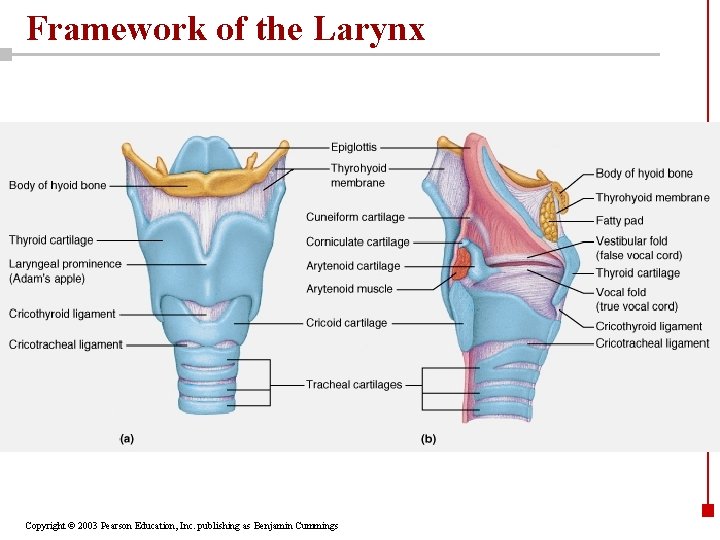 Framework of the Larynx Copyright © 2003 Pearson Education, Inc. publishing as Benjamin Cummings