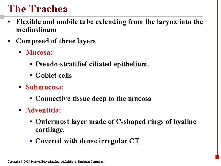 The Trachea • Flexible and mobile tube extending from the larynx into the mediastinum