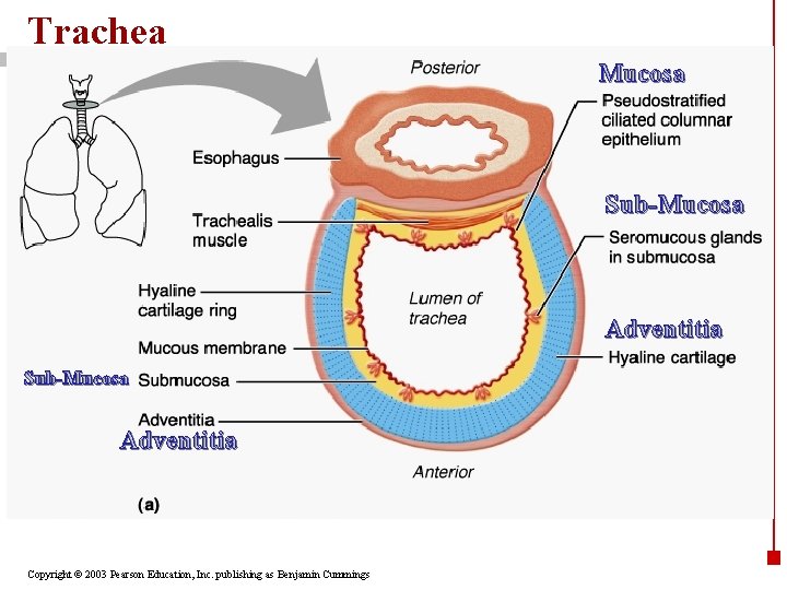 Trachea Mucosa Sub-Mucosa Adventitia Copyright © 2003 Pearson Education, Inc. publishing as Benjamin Cummings