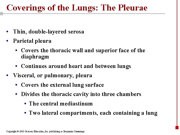 Coverings of the Lungs: The Pleurae • Thin, double-layered serosa • Parietal pleura •