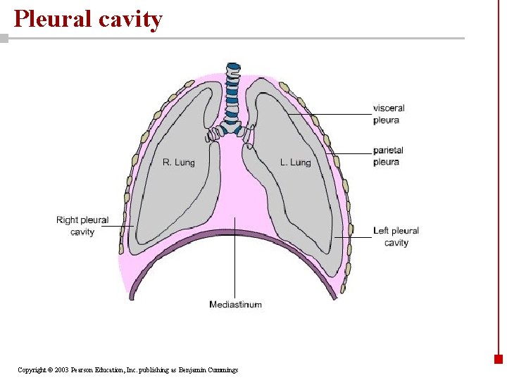 Pleural cavity Copyright © 2003 Pearson Education, Inc. publishing as Benjamin Cummings 