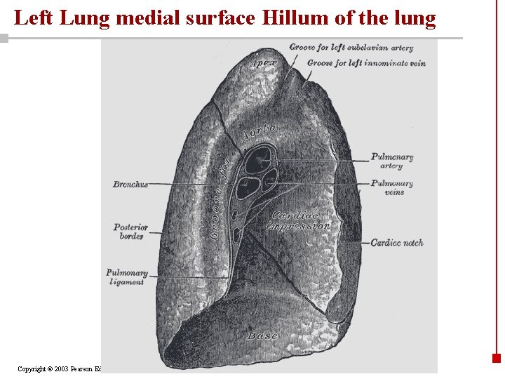 Left Lung medial surface Hillum of the lung Copyright © 2003 Pearson Education, Inc.