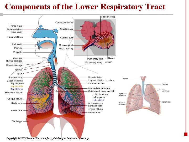 Components of the Lower Respiratory Tract Copyright © 2003 Pearson Education, Inc. publishing as