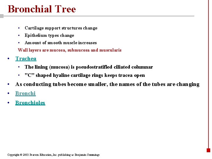 Bronchial Tree • Cartilage support structures change • Epithelium types change • Amount of
