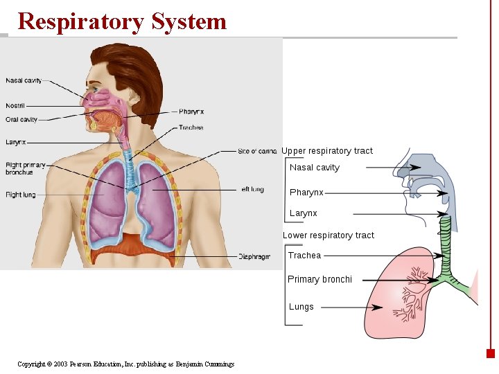 Respiratory System Copyright © 2003 Pearson Education, Inc. publishing as Benjamin Cummings 