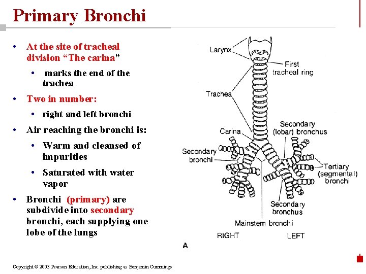 Primary Bronchi • At the site of tracheal division “The carina” • marks the