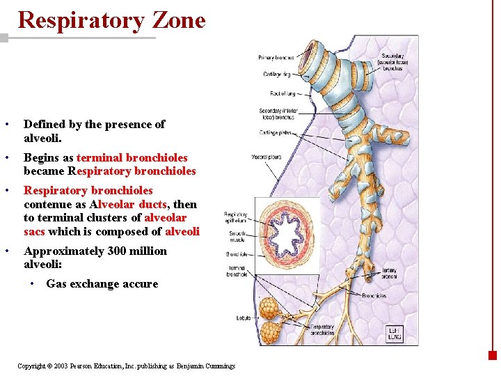 Respiratory Zone • Defined by the presence of alveoli. • Begins as terminal bronchioles