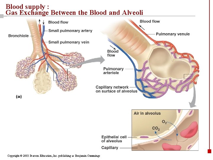 Blood supply : Gas Exchange Between the Blood and Alveoli Copyright © 2003 Pearson