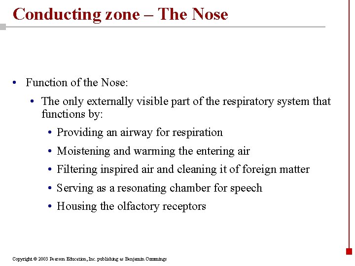 Conducting zone – The Nose • Function of the Nose: • The only externally