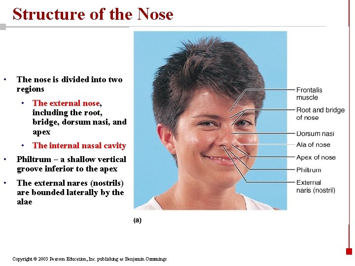 Structure of the Nose • The nose is divided into two regions • The