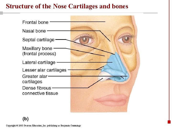 Structure of the Nose Cartilages and bones Copyright © 2003 Pearson Education, Inc. publishing