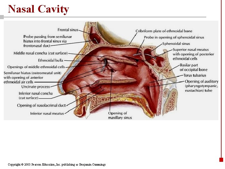 Nasal Cavity Copyright © 2003 Pearson Education, Inc. publishing as Benjamin Cummings 