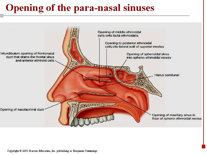 Opening of the para-nasal sinuses Copyright © 2003 Pearson Education, Inc. publishing as Benjamin