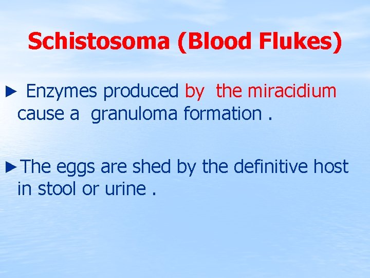 Schistosoma (Blood Flukes) ► Enzymes produced by the miracidium cause a granuloma formation. ►The