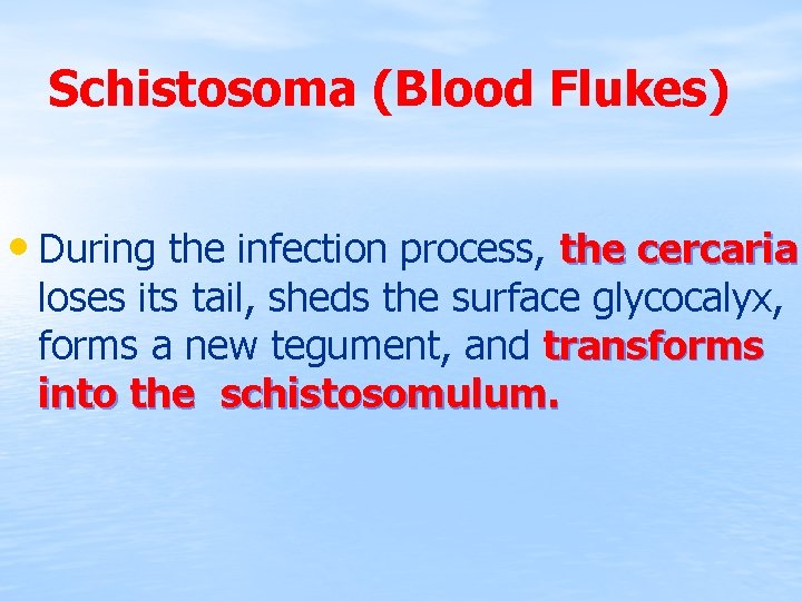 Schistosoma (Blood Flukes) • During the infection process, the cercaria loses its tail, sheds