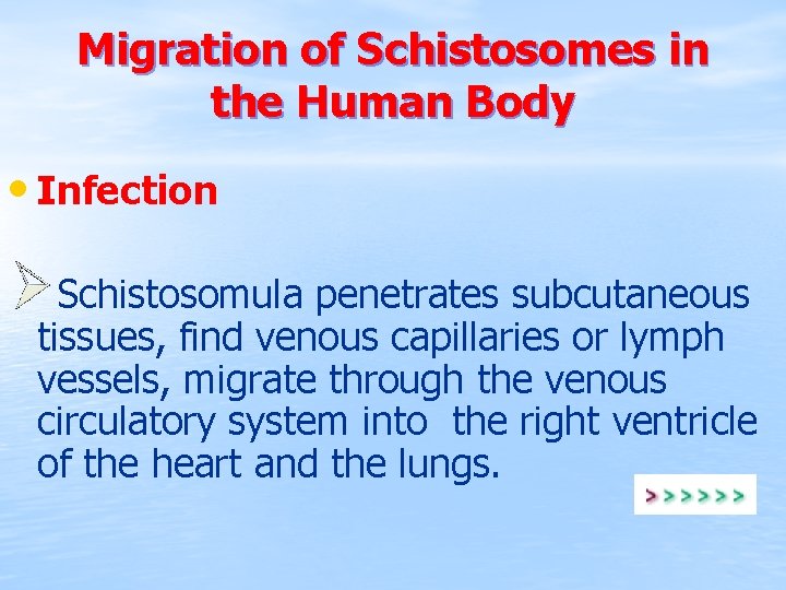 Migration of Schistosomes in the Human Body • Infection Schistosomula penetrates subcutaneous tissues, find