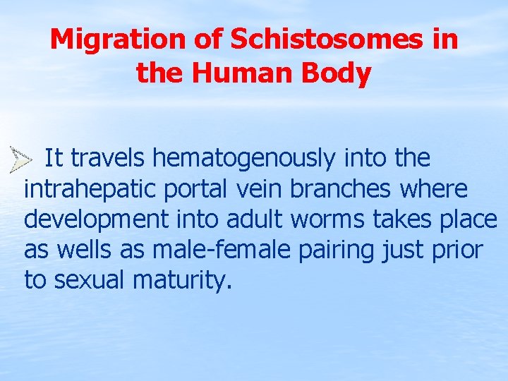 Migration of Schistosomes in the Human Body It travels hematogenously into the intrahepatic portal