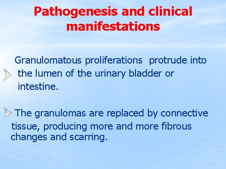 Pathogenesis and clinical manifestations Granulomatous proliferations protrude into the lumen of the urinary bladder