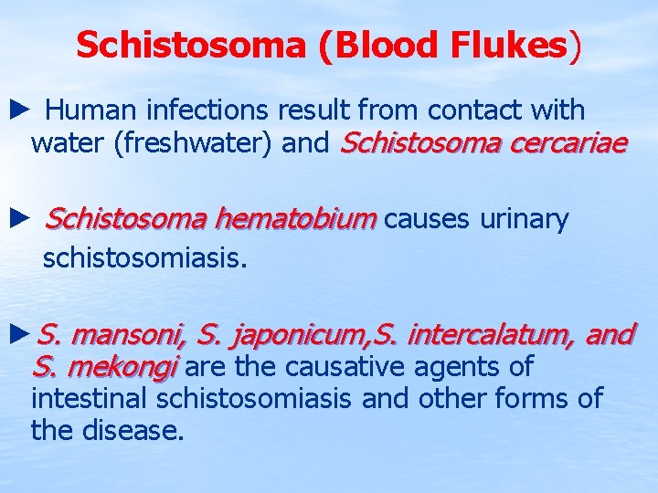 Schistosoma (Blood Flukes) ► Human infections result from contact with water (freshwater) and Schistosoma