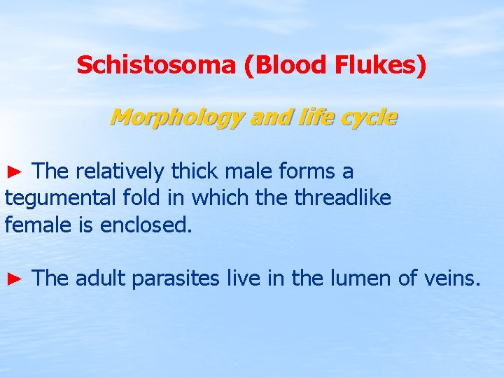 Schistosoma (Blood Flukes) Morphology and life cycle ► The relatively thick male forms a