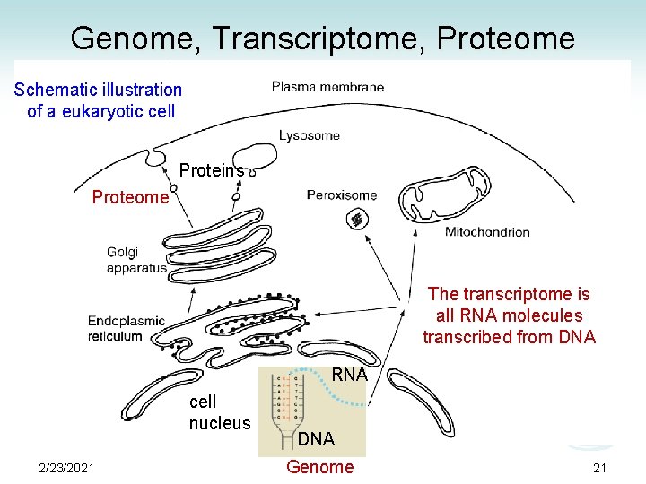 Genome, Transcriptome, Proteome Schematic illustration of a eukaryotic cell Proteins Proteome The transcriptome is