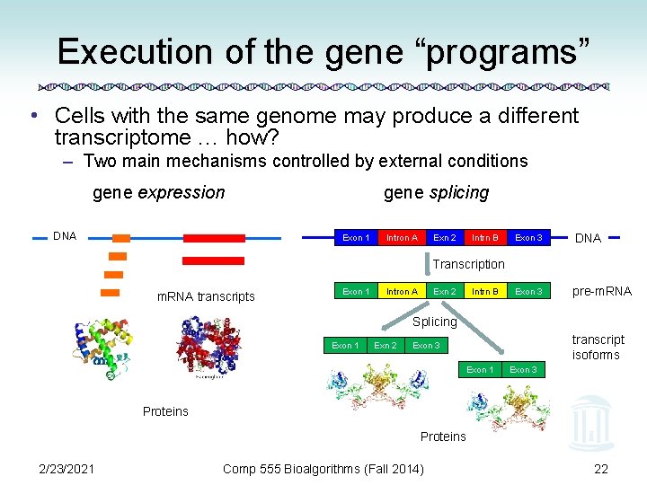 Execution of the gene “programs” • Cells with the same genome may produce a