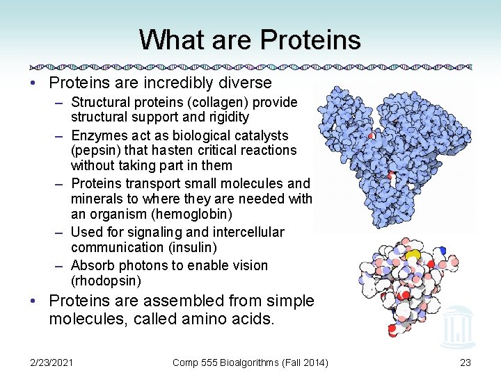 What are Proteins • Proteins are incredibly diverse – Structural proteins (collagen) provide structural
