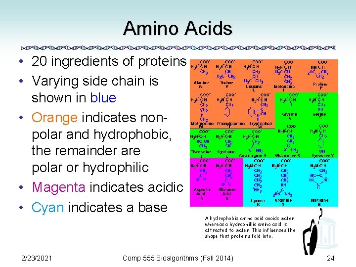 Amino Acids • 20 ingredients of proteins • Varying side chain is shown in