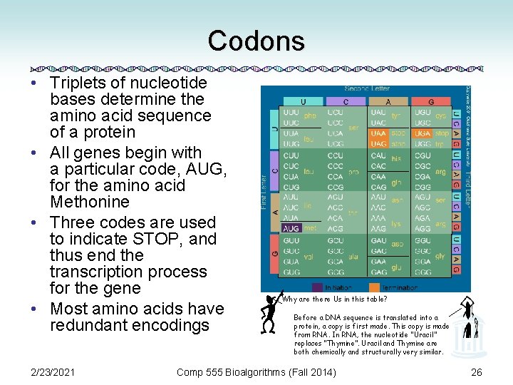 Codons • Triplets of nucleotide bases determine the amino acid sequence of a protein