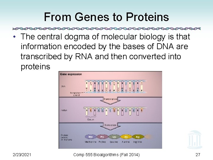 From Genes to Proteins • The central dogma of molecular biology is that information