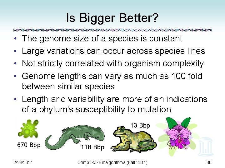 Is Bigger Better? • • The genome size of a species is constant Large