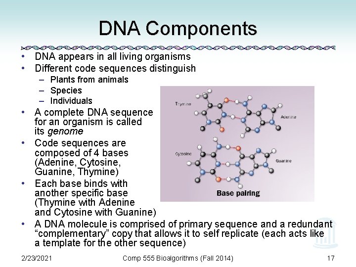 DNA Components • DNA appears in all living organisms • Different code sequences distinguish