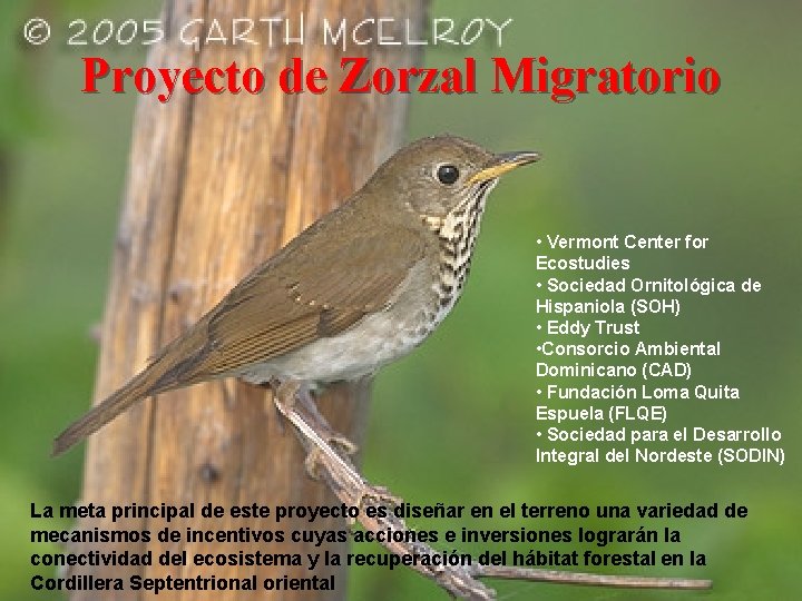 Proyecto de Zorzal Migratorio • Vermont Center for Ecostudies • Sociedad Ornitológica de Hispaniola