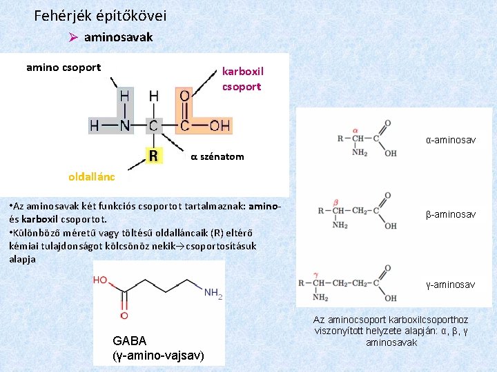 Fehérjék építőkövei aminosavak amino csoport karboxil csoport α-aminosav α szénatom oldallánc • Az aminosavak