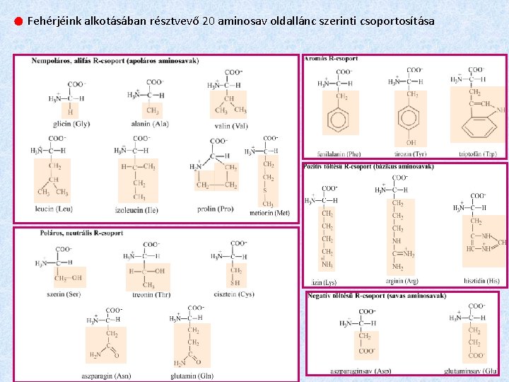 ● Fehérjéink alkotásában résztvevő 20 aminosav oldallánc szerinti csoportosítása 